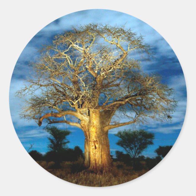 Adesivo Árvore Baobá (Adansonia) Iluminada Pela Lua (Frente)