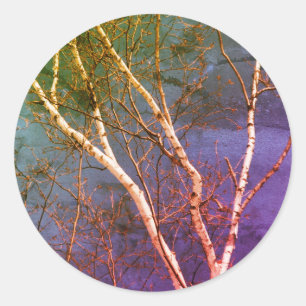 Adesivo Árvore Bétula Branca Céu Azul Arte da Natureza