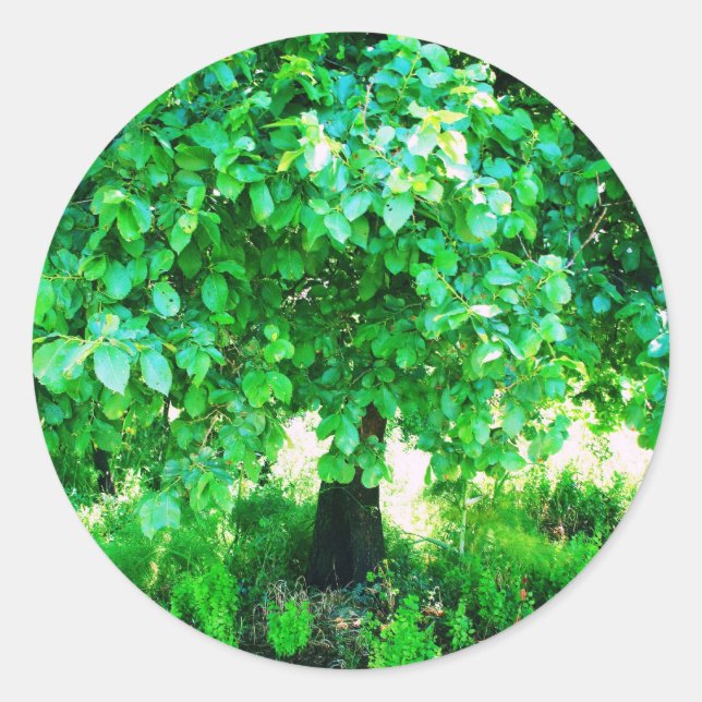 ADESIVO ÁRVORE DA VIDA (Frente)