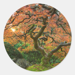 Adesivo Árvore de bordo nos jardins japoneses no outono