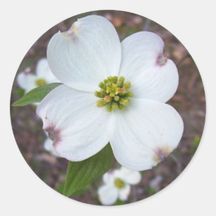 Adesivo Árvore de Dogwood