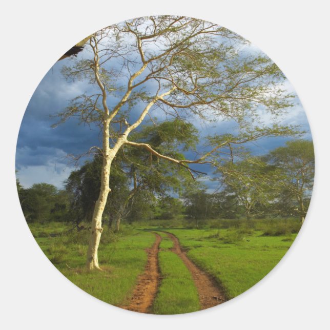 Adesivo Árvore De Febre (Acacia Xanthophloea) Por Via De S (Frente)