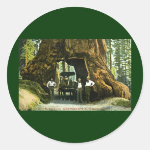 Adesivo Árvore grande Wawona, bosque de Mariposa, vintage