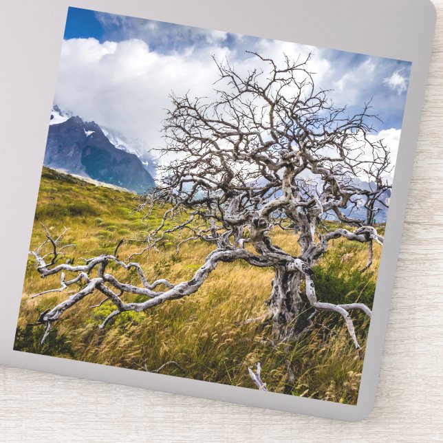 Adesivo Árvore queimada, Torres del Paine, Chile (Detalhe)