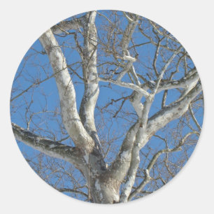 Adesivo Árvore Sycamore Contra Itens Do Céu De Inverno