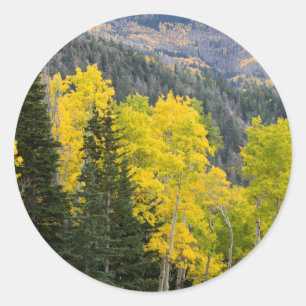 Adesivo Árvores Aspen (Populus Tremuloides) E Coníferas 