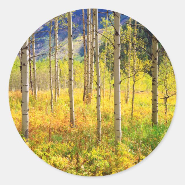Adesivo Árvores de Aspen no Outono nas Montanhas Rochosas (Frente)