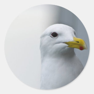 Adesivo As gaivotas Também Precisam De Amor