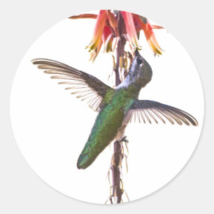 Adesivo Asas do colibri