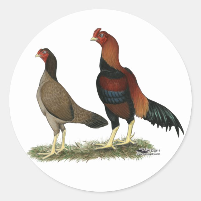 Adesivo Aseel Wheaten Chickens (Frente)