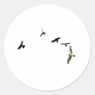 Adesivo Assassinato de corvos