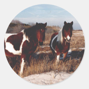 Adesivo Assateague Horses Sticker, Wild Ponies Sticker