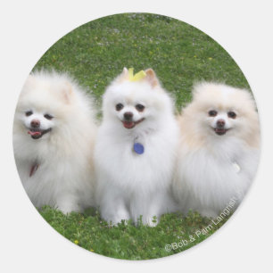 Adesivo Assento de 3 Pomeranians