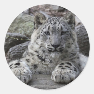 Adesivo Assento de Cub do leopardo de neve