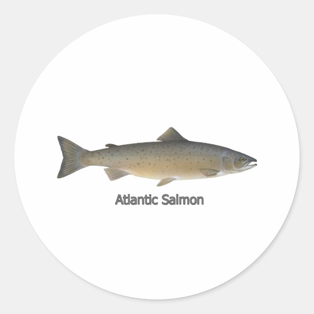 Adesivo Atlantic Salmon (intitulado) (Frente)