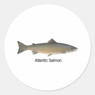 Adesivo Atlantic Salmon (intitulado)