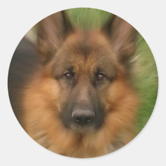 Adesivo Atlas o Cão-Maravilha