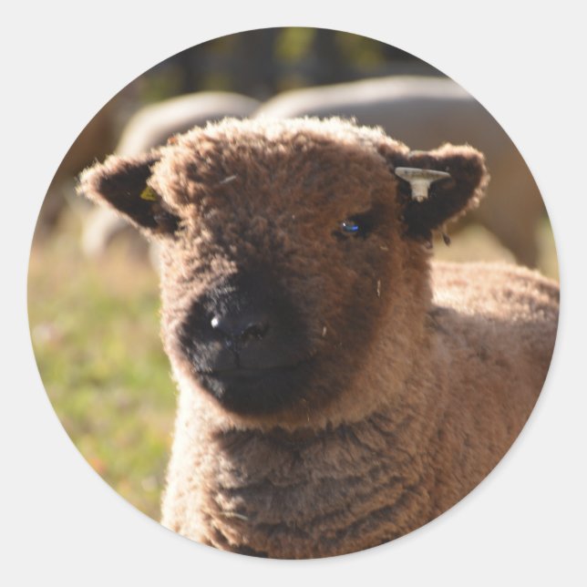 Adesivo Atordoamento Babydoll Southdown Ewe Lamb (Frente)