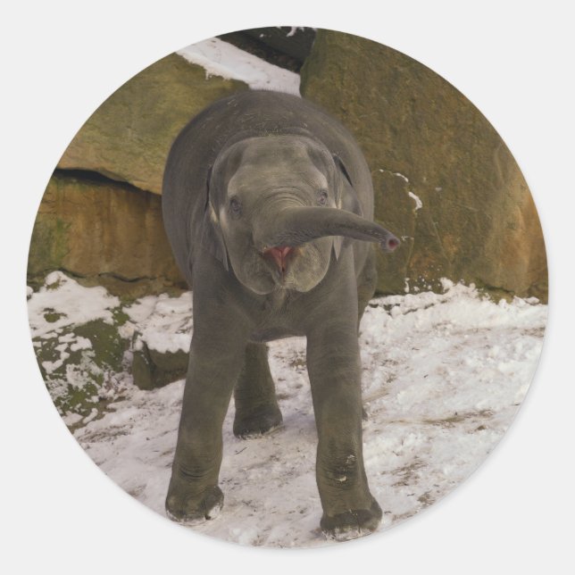 Adesivo Atrompetando Elefante Para Bebê Na Neve (Frente)