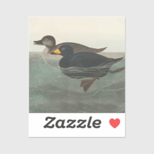 Adesivo Audubon American Scoter Duck