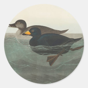 Adesivo Audubon American Scoter Duck