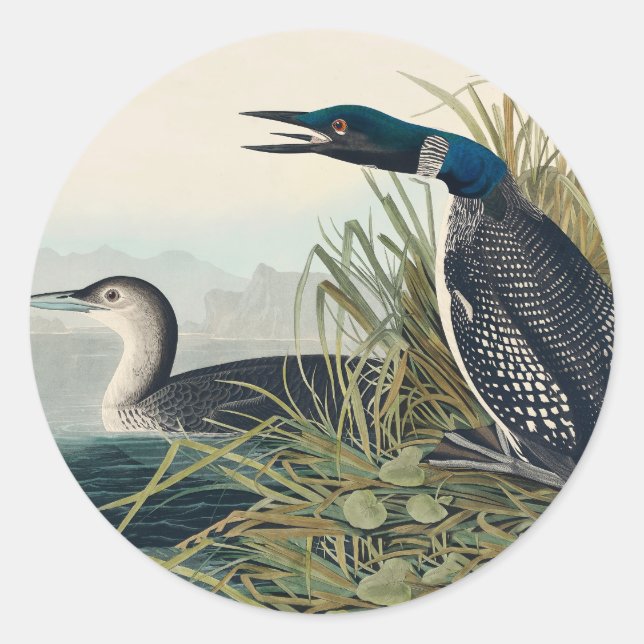 Adesivo Audubon Bird Loon Diver Classic (Frente)