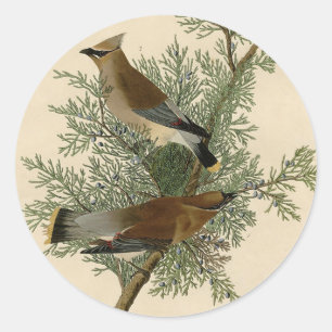 Adesivo Audubon Cedar Waxwing Bird