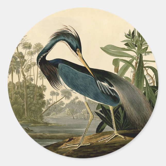Adesivo Audubon Louisiana Heron Birds América Art (Frente)