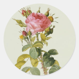 Adesivo Aumentou o impressão botânico - "Rosa Bifera" po