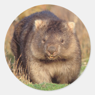 Adesivo Austrália Wombat