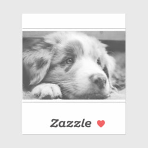 Adesivo australian shepherd puppy bw