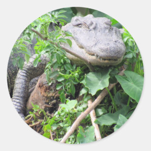 Adesivo Autoadesivos do Gator