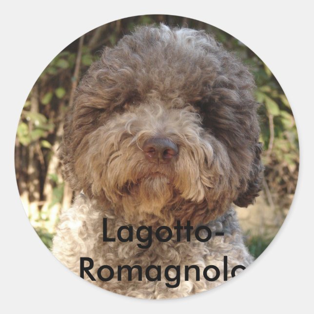 Adesivo autocolante, Lagotto-Romagnolo (Frente)