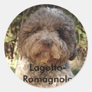 Adesivo autocollant, Lagotto-Romagnolo