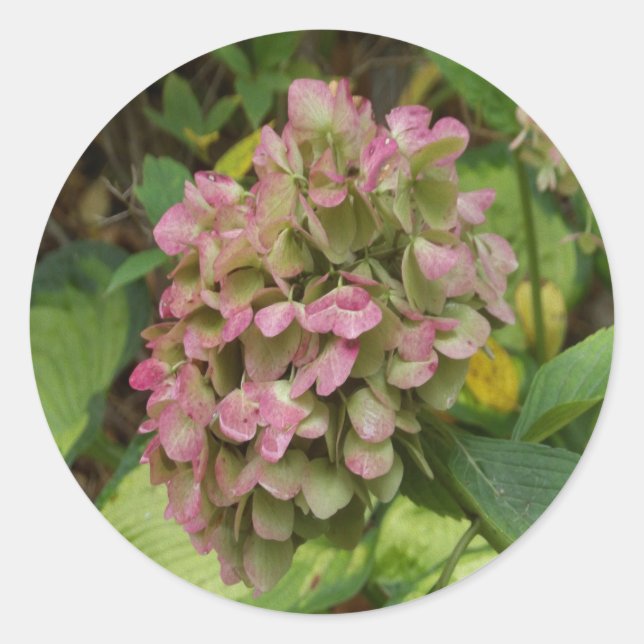 Adesivo Autumn Hydrangea Bloom com Ouro Hosta Leaves (Frente)