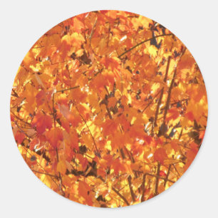 Adesivo Autumn Leaves na árvore - fotografia.