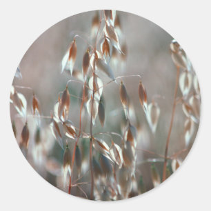 Adesivo Aveia Madura (Avena Sativa) Close Up. Ceres, Bolan