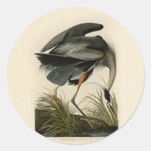 Adesivo Aves Azuis-Heronárias do Excelente Audubon