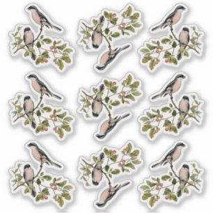 Adesivo Aves Vintage bonito Na Árvore Vermelha De Berry