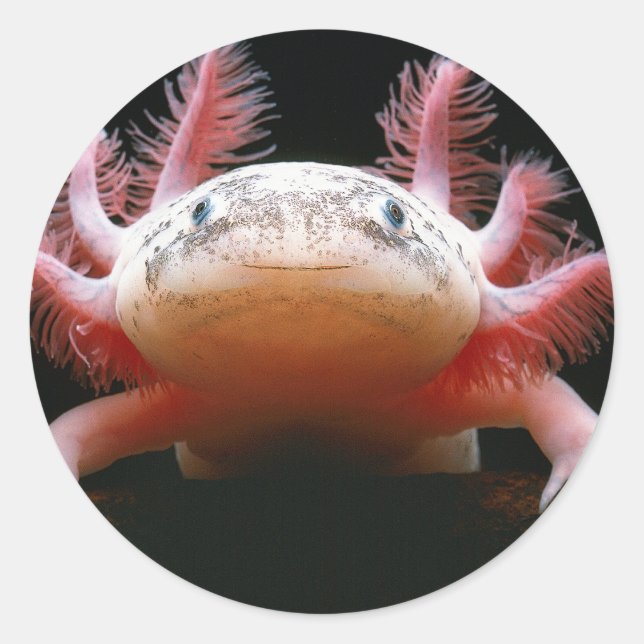 Adesivo Axolotl Axolotl.png (Frente)