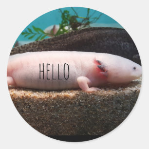 Adesivo axolotl leucistic