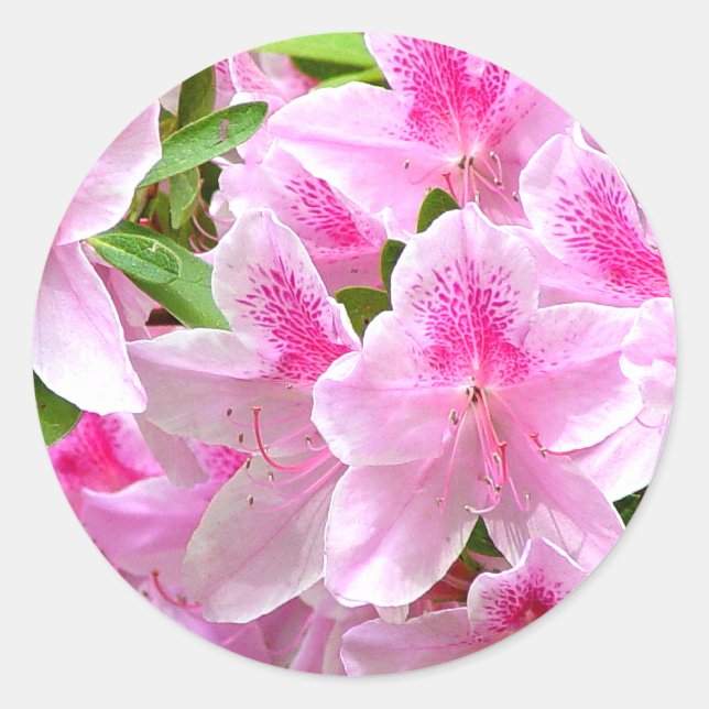 Adesivo Azalea Blooms Sticker (Frente)