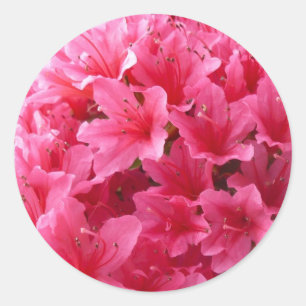 Adesivo Azálea cor-de-rosa