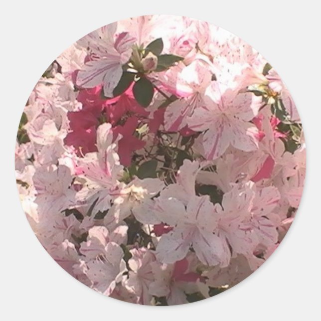 Adesivo Azalea rosa (Frente)
