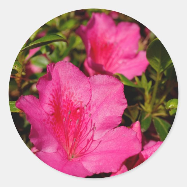 Adesivo Azaleas (Frente)