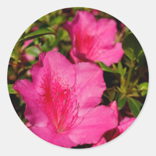 Adesivo Azaleas