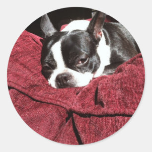Adesivo Azevinho de Boston Terrier