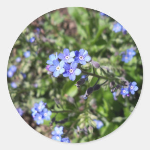 Adesivo Azul Esqueça-me de Não Colar