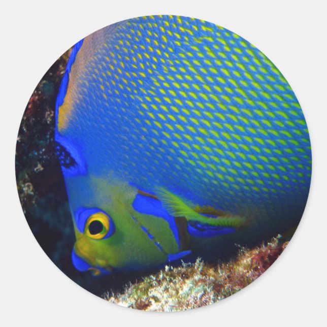 Adesivo Azul royal (Frente)