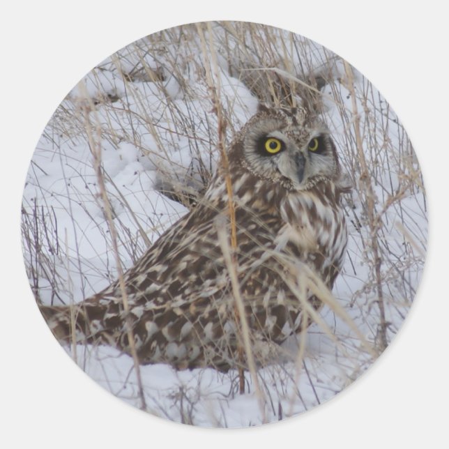 Adesivo B11 Coruja de orelha curta (Frente)